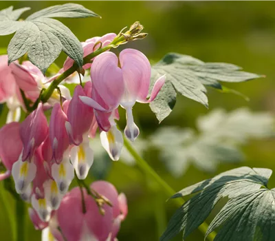 Lamprocapnos spectabilis