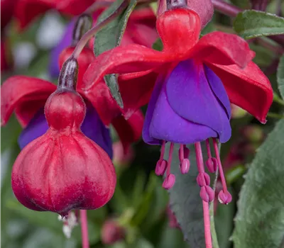 Fuchsia i.S. Fuchsia i.S.