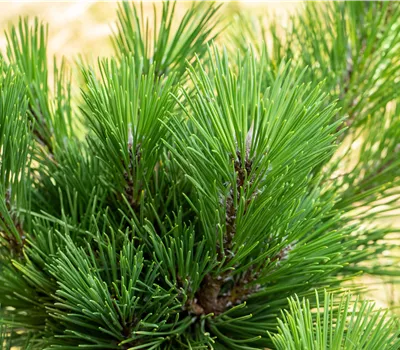 Pinus thunbergii 'Thunderhead' Pinus thunbergii 'Thunderhead'