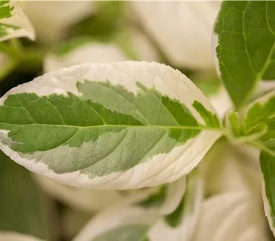 Hydrangea m. 'Tricolor'