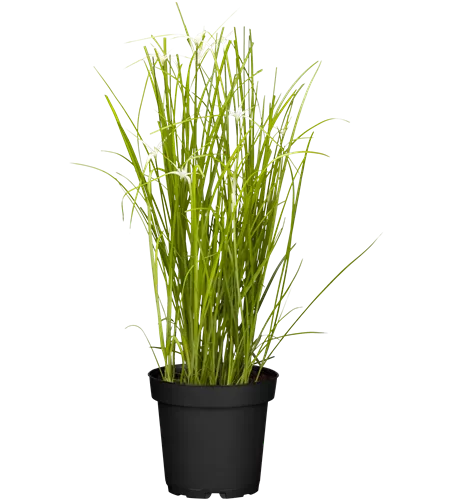 Rhynchospora colorata