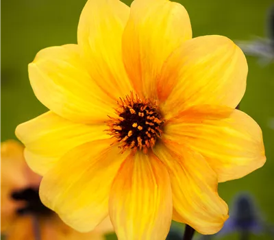 Dahlia x hortensis i.S.