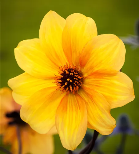 Dahlia x hortensis i.S.