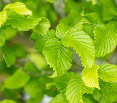 Carpinus betulus 'Monumentalis'