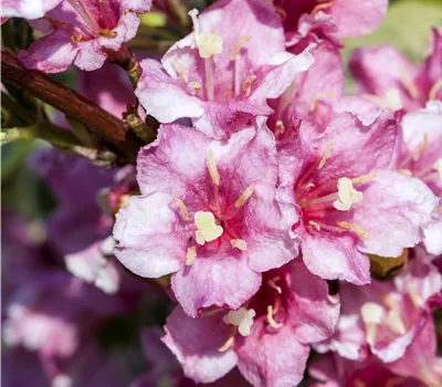 Weigela florida 'Nana Variegata'