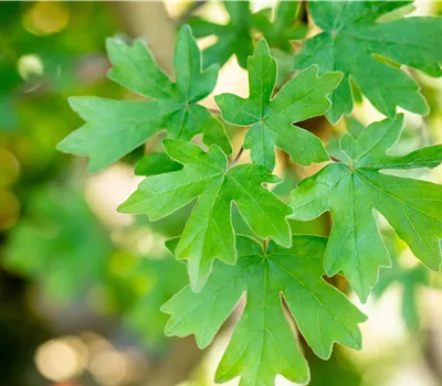 Acer campestre  Acer campestre