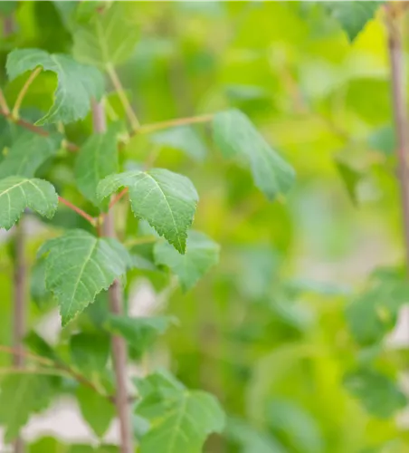 Acer ginnala Acer ginnala