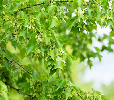 Acer buergerianum  Acer buergerianum