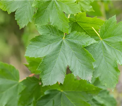 Acer pseudoplatanus  Acer pseudoplatanus
