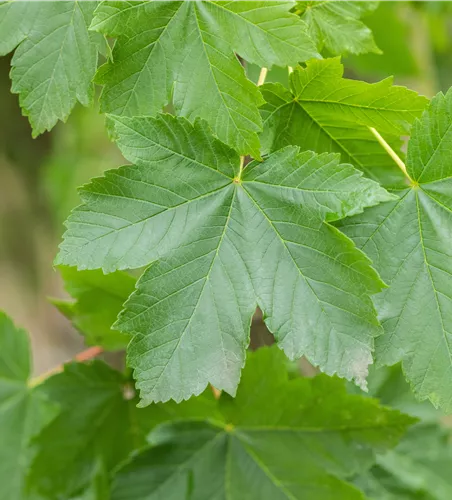 Acer pseudoplatanus 