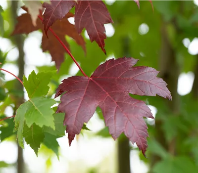 Acer platanoides 'Royal Red'  Acer platanoides 'Royal Red'