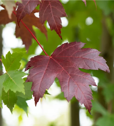 Acer platanoides 'Royal Red' 