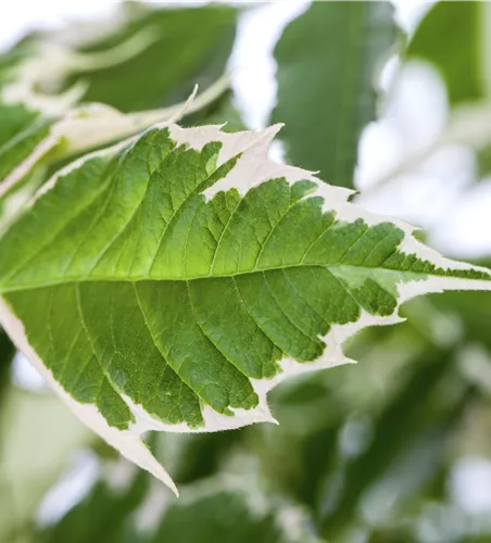 Acer negundo 'Flamingo'