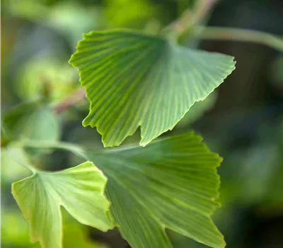 Gingko biloba  Gingko biloba