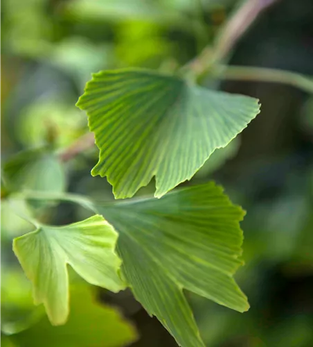 Gingko biloba 