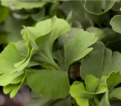 Gikgo biloba 'Mariken' Gikgo biloba 'Mariken'