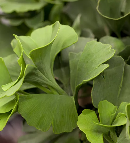 Gikgo biloba 'Mariken'