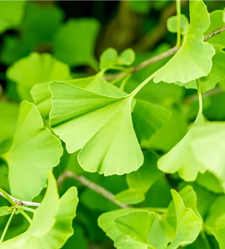 Ginkgo biloba 'Fastigiata 