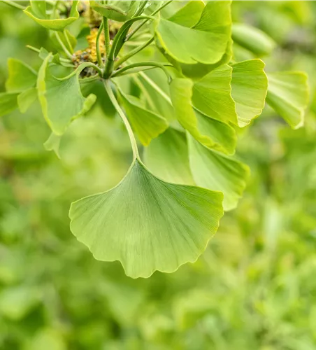 Ginkgo biloba 'Horizontalis