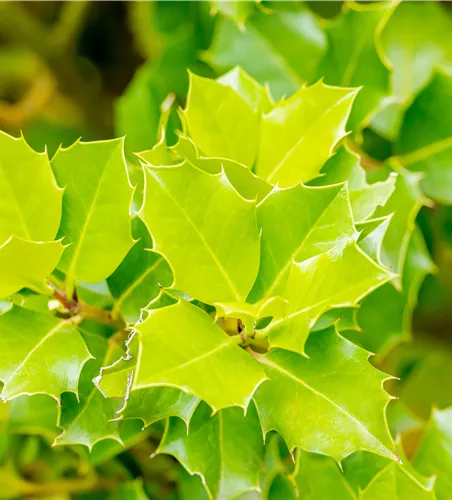 Ilex 'Nellie Stevens'