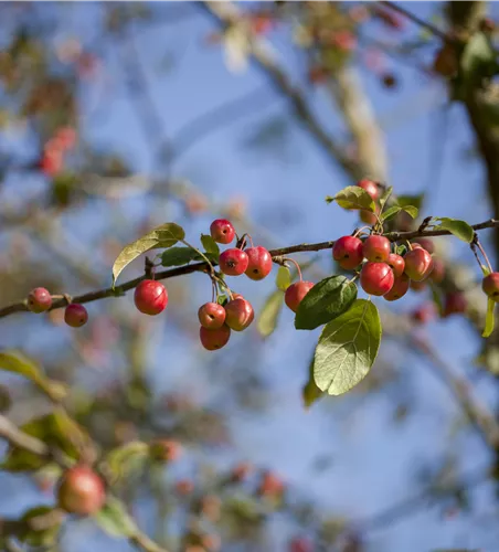 Malus coccinella 'Red Sentinel'