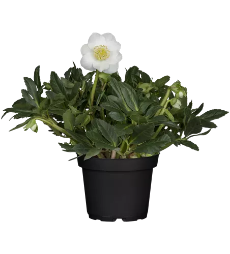 Helleborus 'Winter Sunshine'