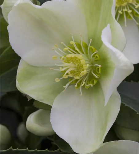Helleborus Schale 'White Christmas' Helleborus Schale 'White Christmas'