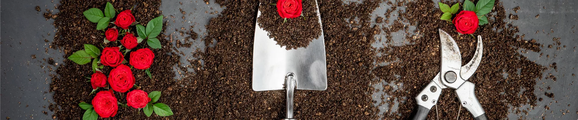 Erde mit Gartenschaufel, Rosen und Rosenschere