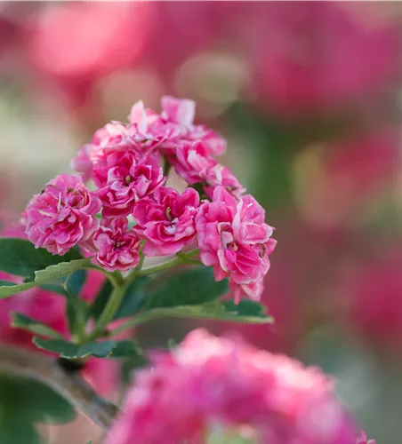 Crataegus laevigata 'Paul's Scarlet'