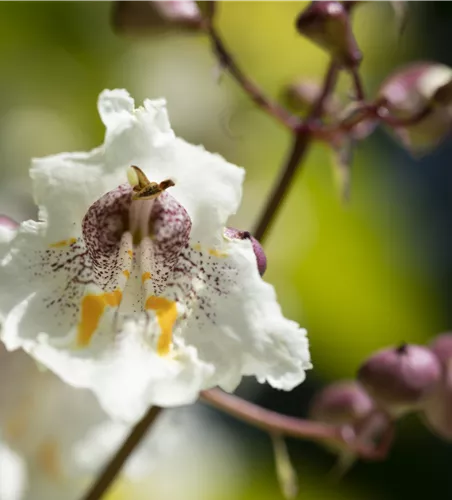 Catalpa bignonioides 'Nana'