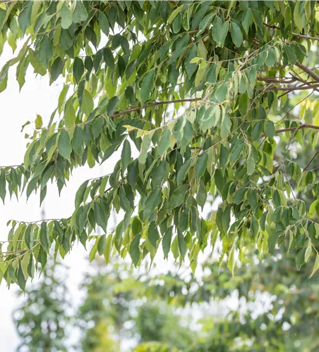 Zellkoca serrata 'Green Vase'