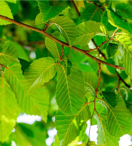 Carpinus betulus 'Horizontalis'