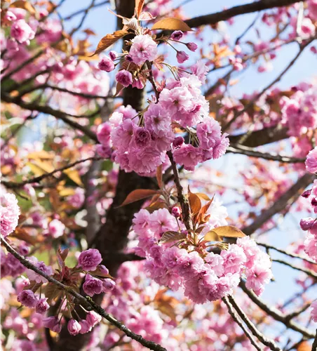 Prunus serrulata 'Kanzan'