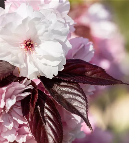 Prunus serrulata 'Royal Burgundy' Prunus serrulata 'Royal Burgundy'