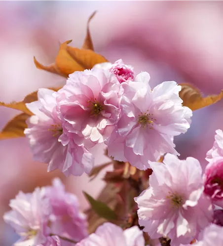 Prunus subhirtella 'Accolade'