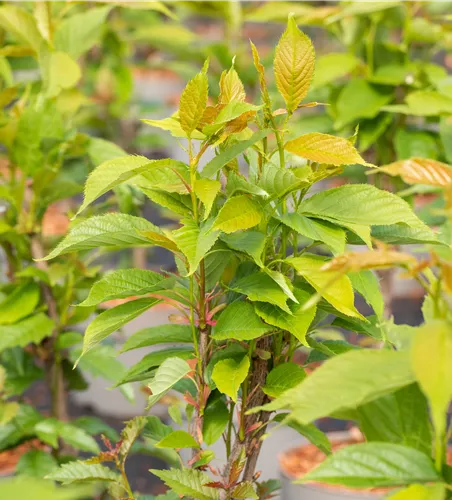 Prunus serrulata 'Amanogwa'