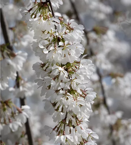 Prunus subhirtella 'Pendula'