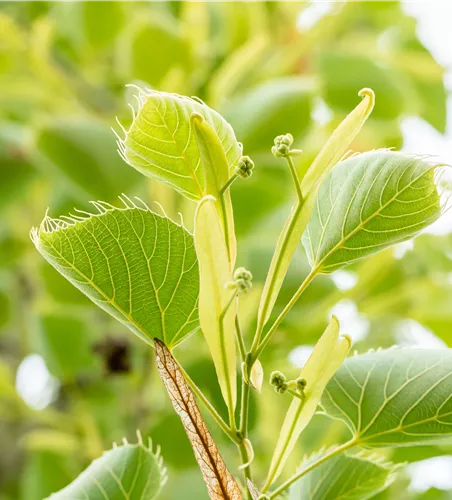 Tilia henryana
