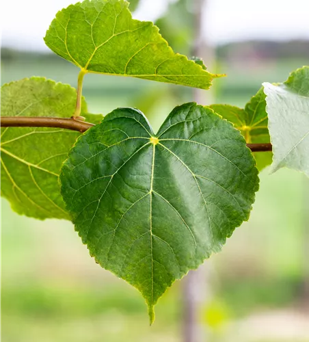 Tilia cordata