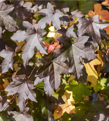 Liquidambar styraciflua