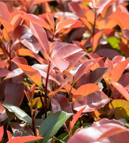 Photinia Fraseri 'Red Robin'