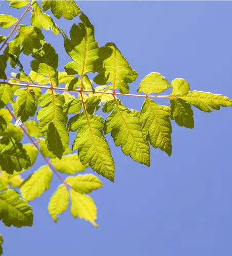 Koelreuteria paniculata