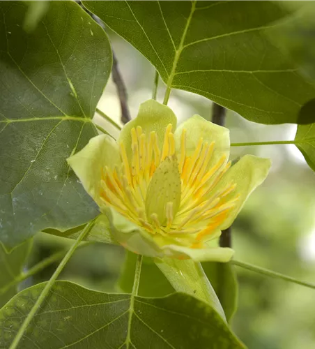 Liriodendron tulipifera 