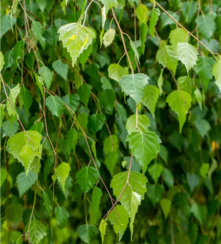 Betula pendula 'Youngii'