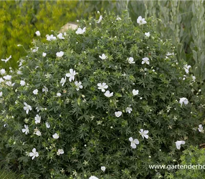 Garten-Schnee-Storchschnabel 'Album' Garten-Schnee-Storchschnabel 'Album'