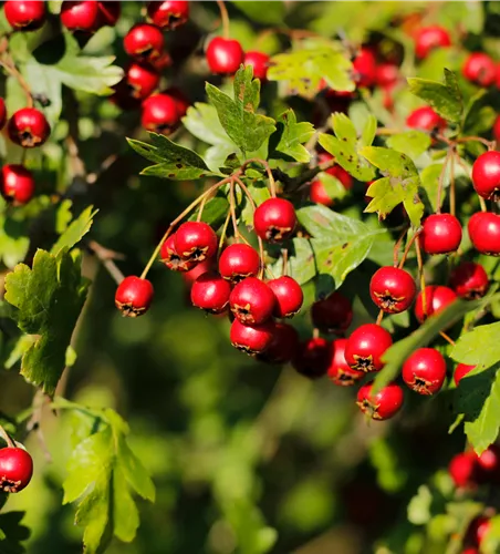 Crataegus monogyna Compacta  Crataegus monogyna Compacta