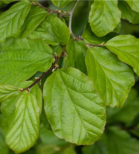 Parrotia persica Parrotia persica