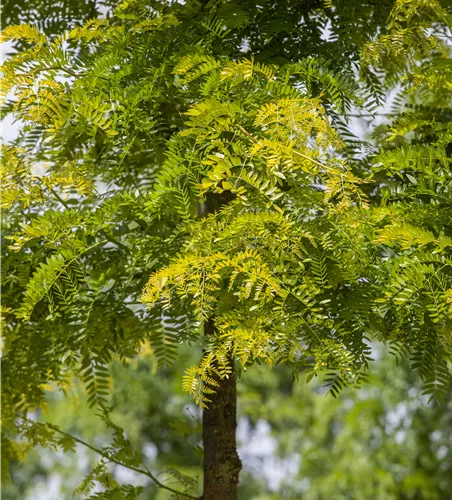 Gleditsia triacanthos 'Sunburst' Gleditsia triacanthos 'Sunburst'