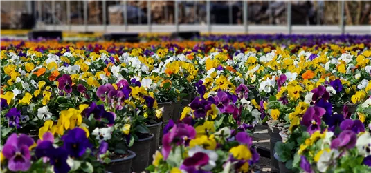 Gemüsepflanzen & Frühblüher aus eigener Produktion 