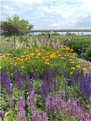 Stauden aus eigener Produktion 